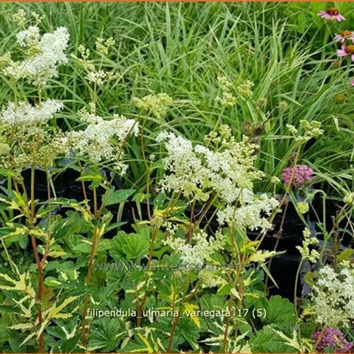 Filipendula ulmaria 'Variegata'