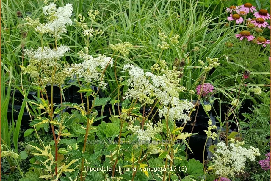 Filipendula ulmaria 'Variegata'