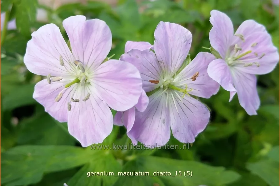 Geranium maculatum 'Chatto'