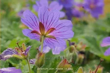 Geranium 'Alan Mayes'