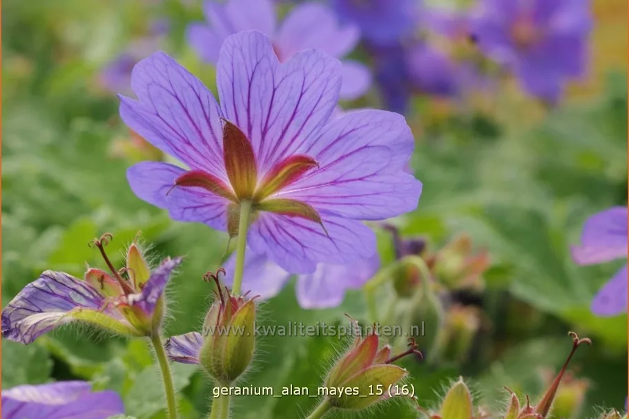 Geranium 'Alan Mayes'
