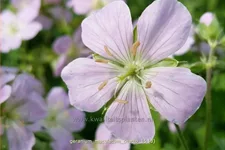 Geranium maculatum 'Chatto'