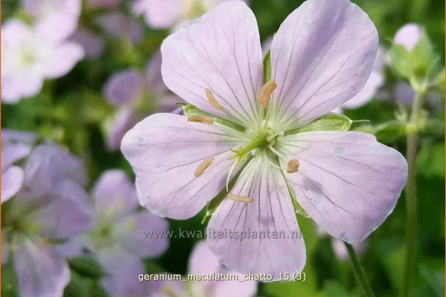 Geranium maculatum 'Chatto'