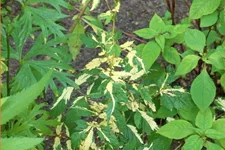 Filipendula ulmaria 'Variegata'