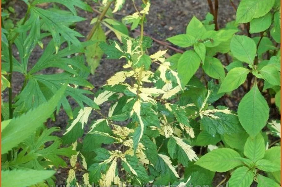Filipendula ulmaria 'Variegata'