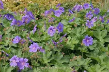 Geranium 'Alan Mayes'