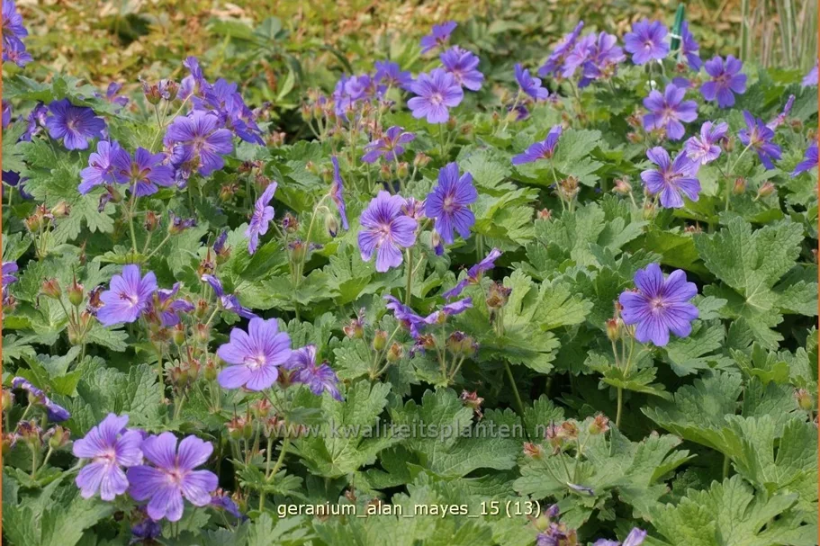 Geranium 'Alan Mayes'