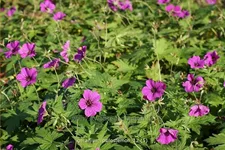 Geranium psilostemon