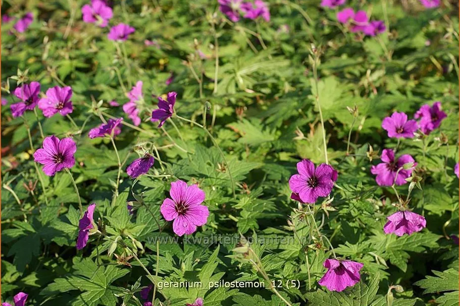 Geranium psilostemon