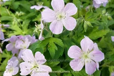 Geranium maculatum 'Chatto'