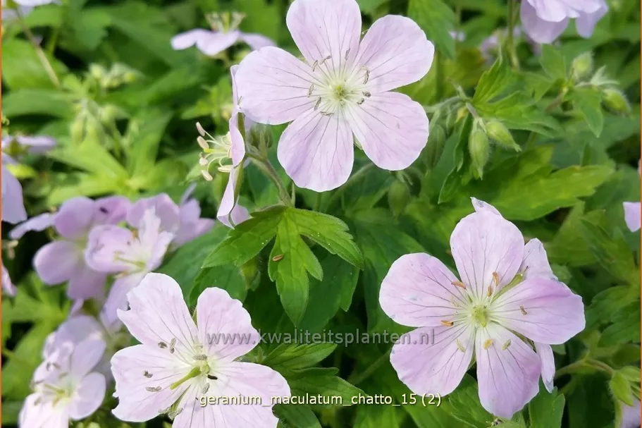 Geranium maculatum 'Chatto'