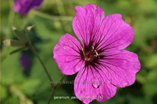 Geranium psilostemon