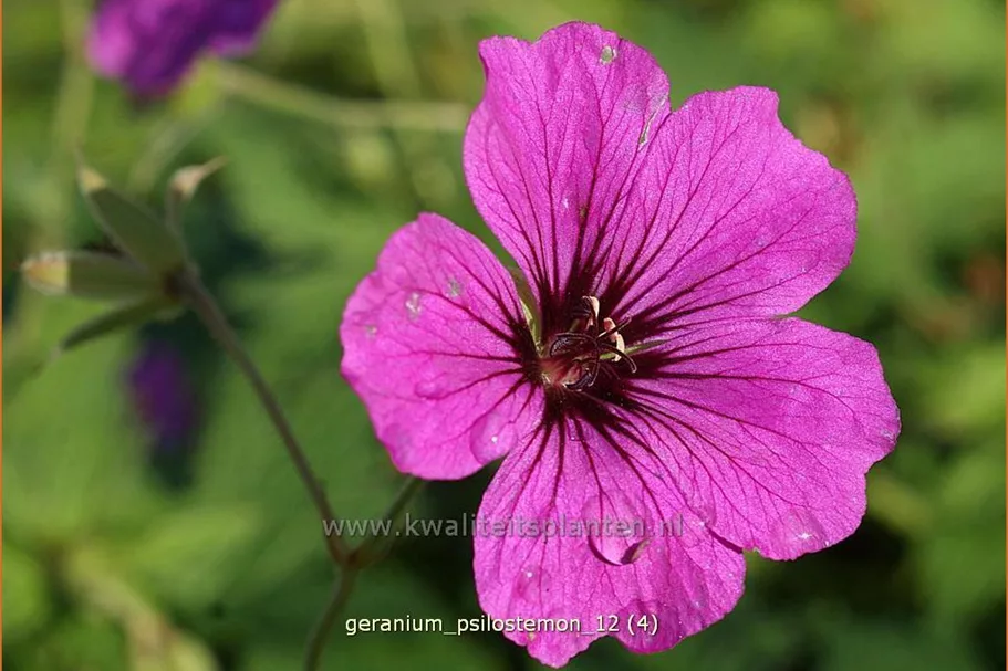 Geranium psilostemon
