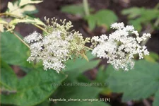 Filipendula ulmaria 'Variegata'