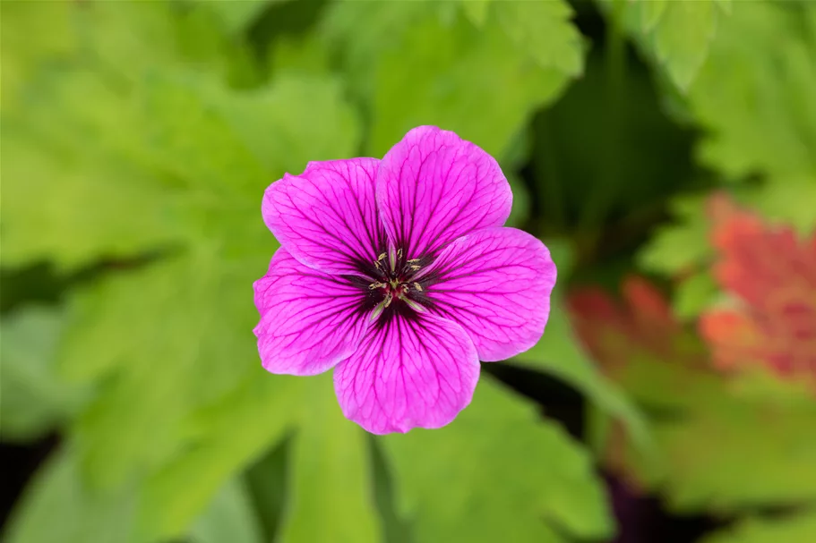 Geranium psilostemon