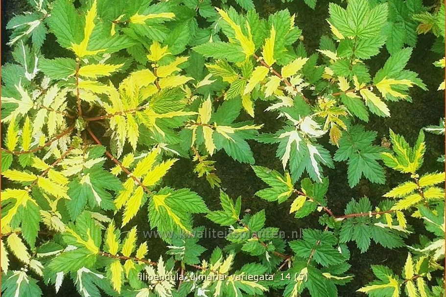 Filipendula ulmaria 'Variegata'