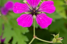 Geranium psilostemon