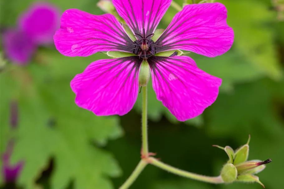 Geranium psilostemon