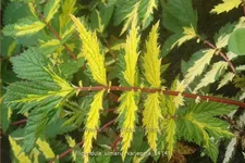 Filipendula ulmaria 'Variegata'