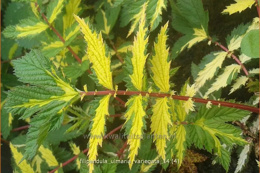 Filipendula ulmaria 'Variegata'