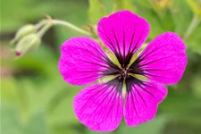 Geranium psilostemon