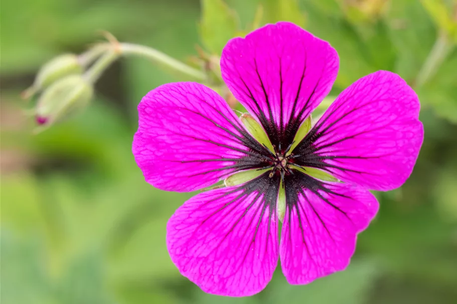 Geranium psilostemon
