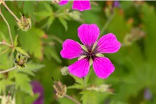 Geranium psilostemon