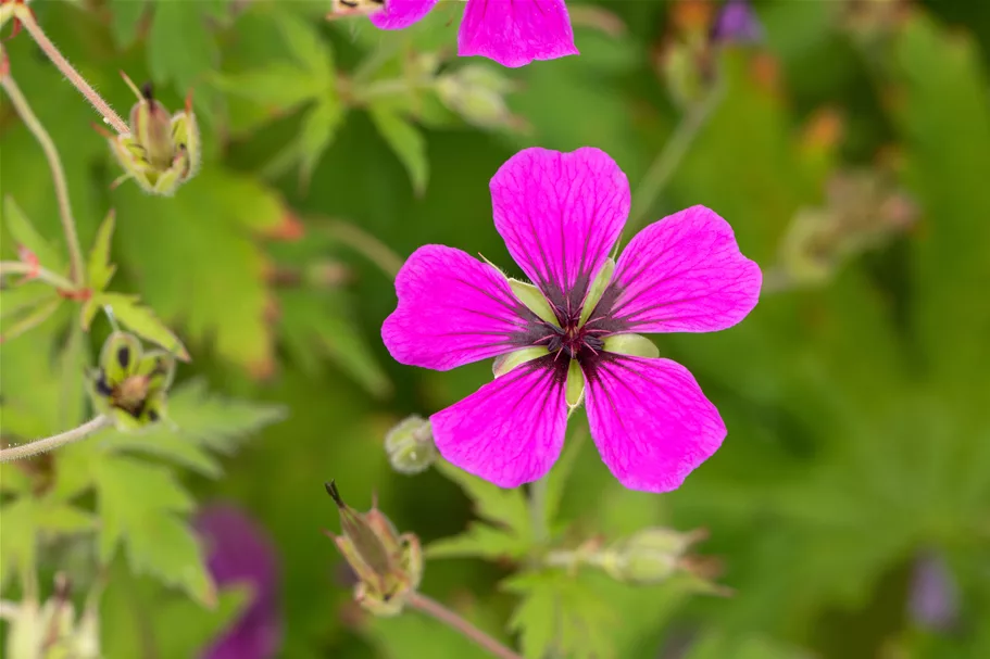 Geranium psilostemon
