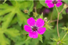 Geranium psilostemon