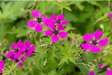Geranium psilostemon