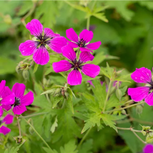 Geranium psilostemon