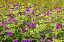 Geranium psilostemon 'Ann Folkard'