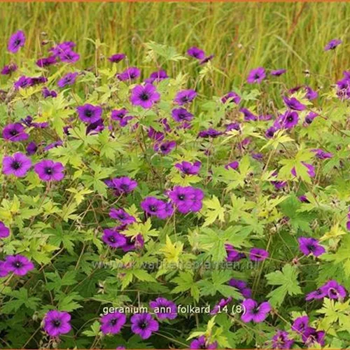 Geranium psilostemon 'Ann Folkard'