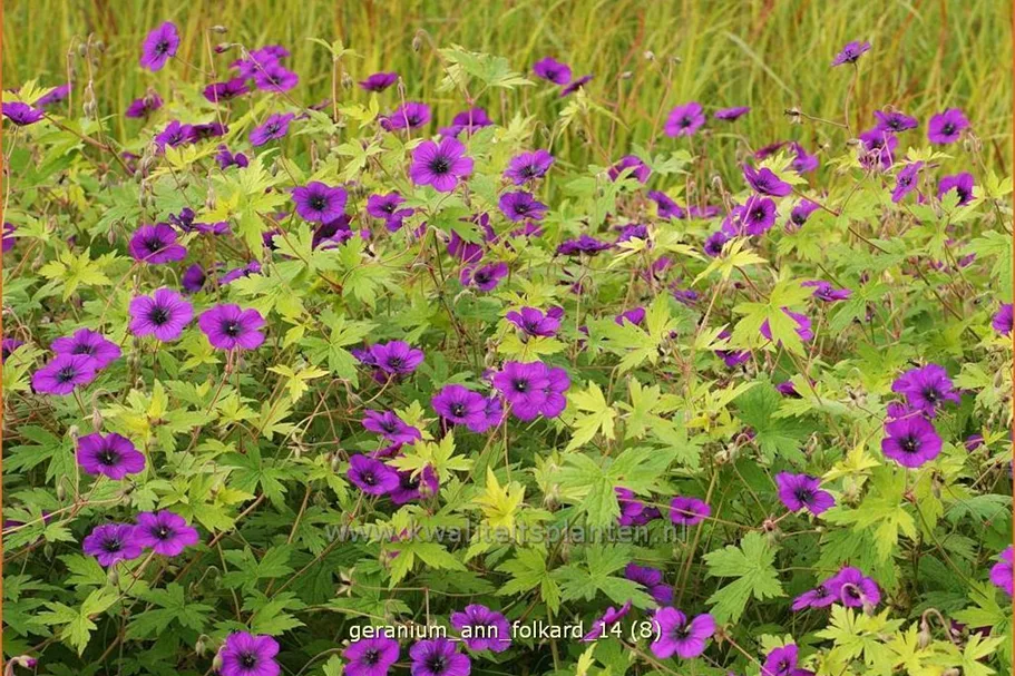 Geranium psilostemon 'Ann Folkard'