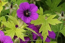 Geranium psilostemon 'Ann Folkard'
