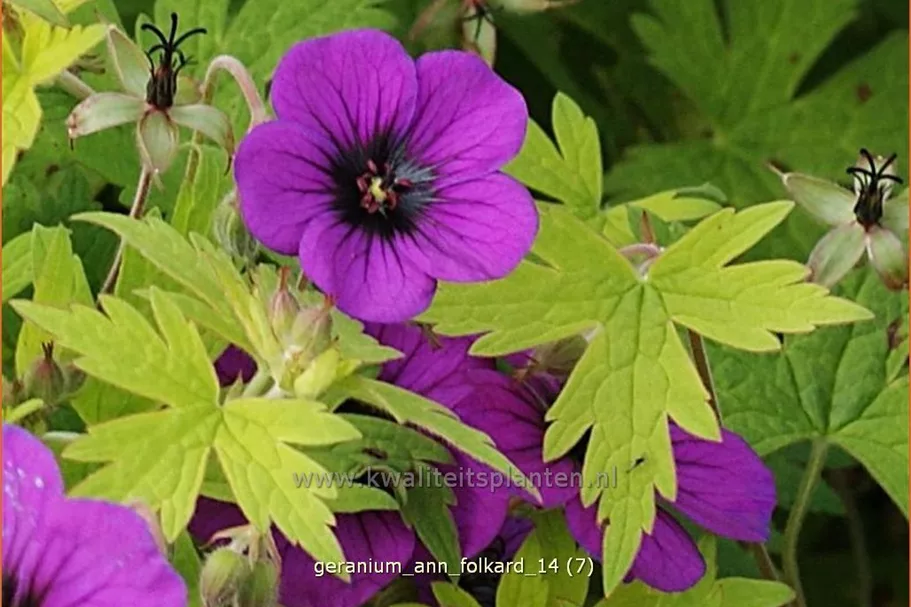 Geranium psilostemon 'Ann Folkard'