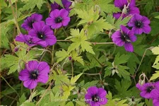 Geranium psilostemon 'Ann Folkard'