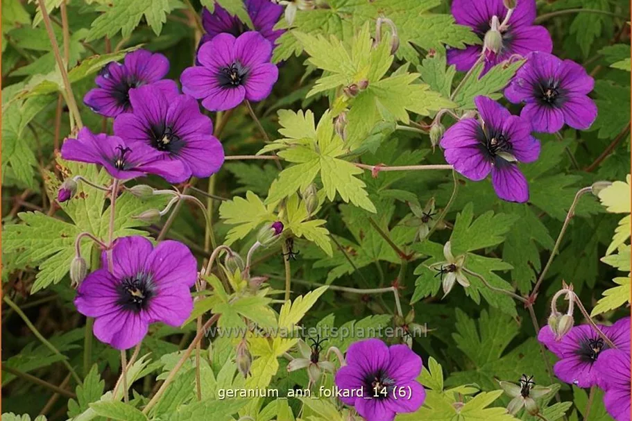 Geranium psilostemon 'Ann Folkard'