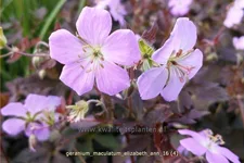 Geranium maculatum 'Elizabeth Ann'