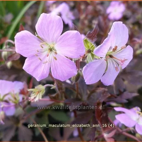 Geranium maculatum 'Elizabeth Ann'