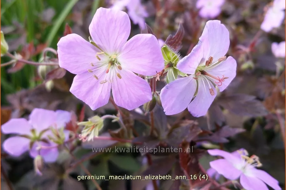 Geranium maculatum 'Elizabeth Ann'