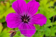 Geranium psilostemon 'Red Admiral'