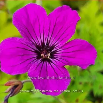 Geranium psilostemon 'Red Admiral'