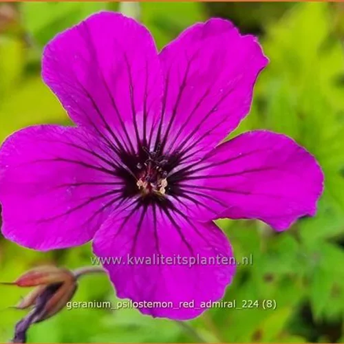 Geranium psilostemon 'Red Admiral'