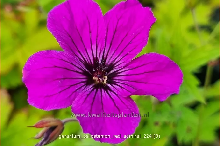 Geranium psilostemon 'Red Admiral'