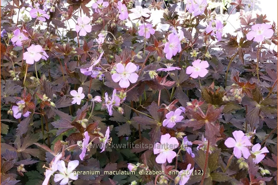 Geranium maculatum 'Elizabeth Ann'