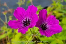 Geranium psilostemon 'Red Admiral'