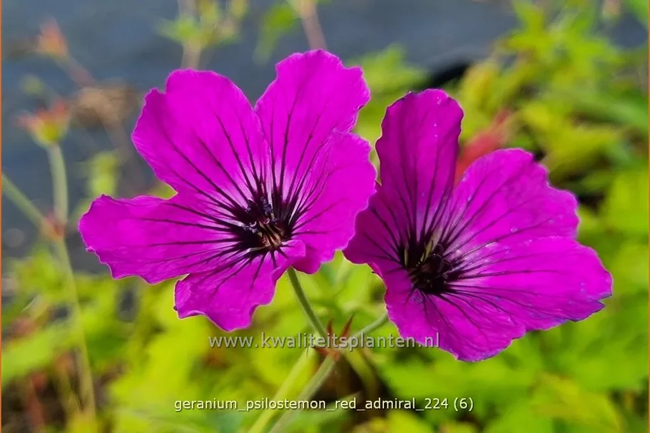 Geranium psilostemon 'Red Admiral'