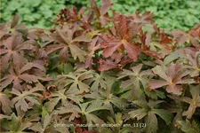 Geranium maculatum 'Elizabeth Ann'