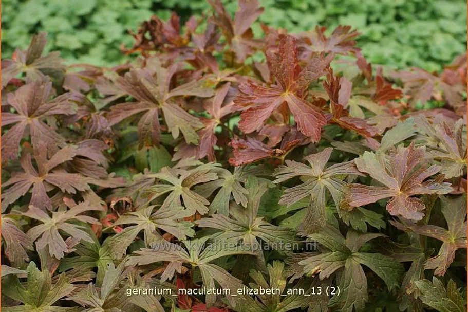Geranium maculatum 'Elizabeth Ann'
